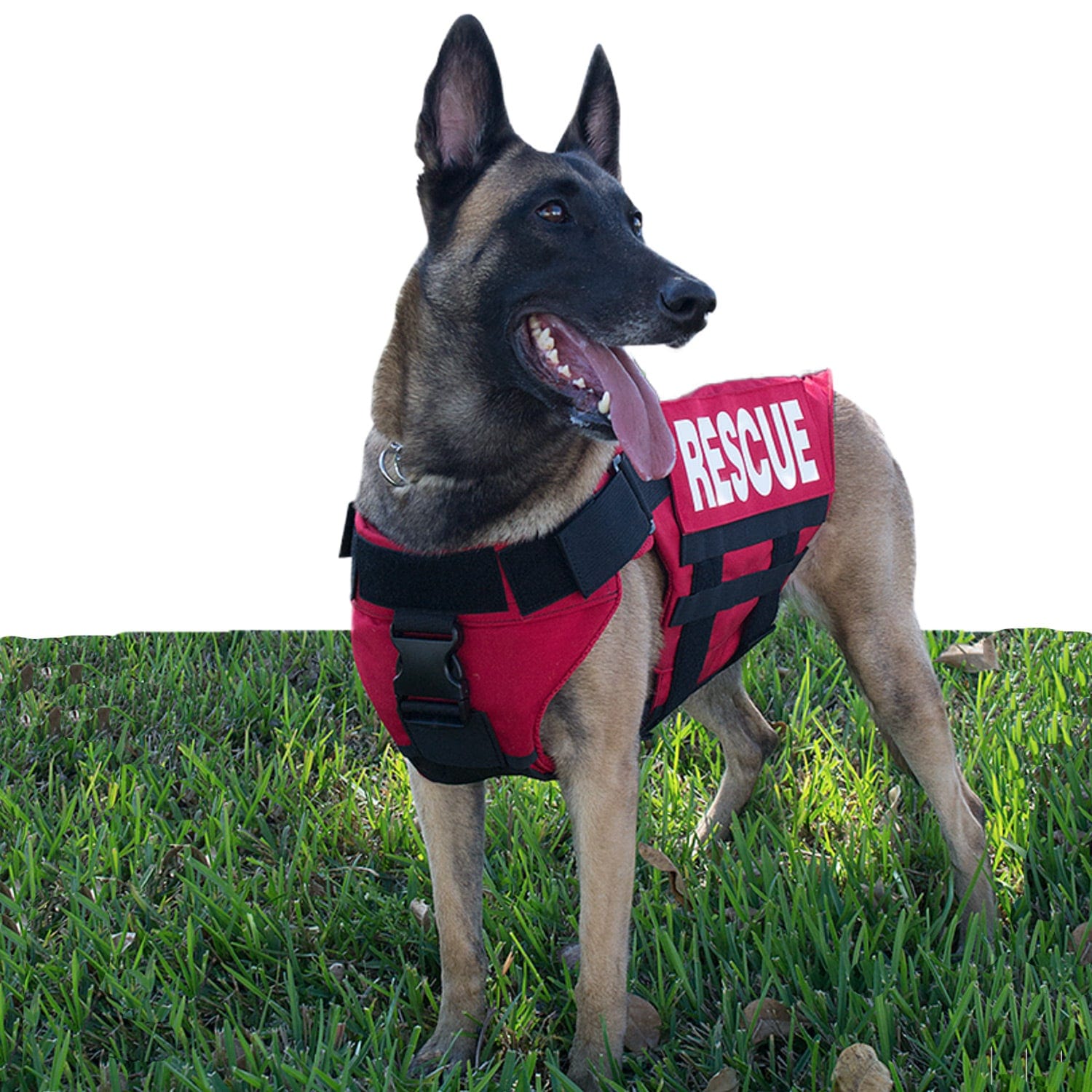 Are Service Animals Required to Wear a Vest, Patch, or Other Gear?